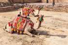 Saudi Arabia, Tabuk Province, Tayma. Camels in colorful blankets at a desert oasis. Art Print